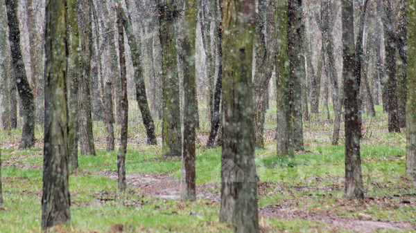 За 9 месяцев 2018 года работники лесной охраны выявили 312 нарушений природоохранного законодательства КР, - ГАООСиЛХ — Экология АКИpress