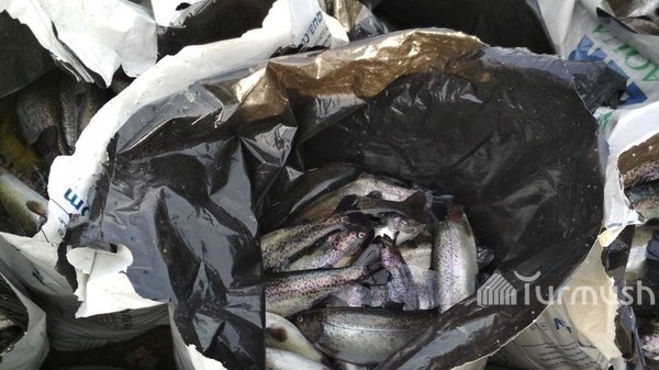Падение бензовоза в реку Чычкан: Сумма ущерба рыбоводческому хозяйству оценивается в 950 тыс. сомов — Экология АКИpress
