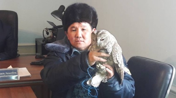 В Жалал-Абадской области обнаружили незаконно отловленную сову и выпустили ее на волю — Экология АКИpress