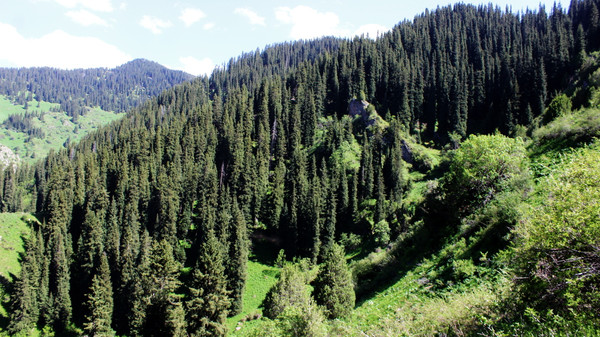В Бишкеке обсудили выработку мер для развития лесной отрасли путем роста производства лесной продукции — Экология АКИpress