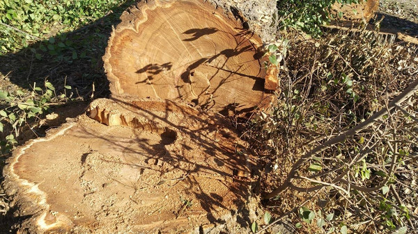 В 2018 году выявлено более 400 фактов незаконной вырубки деревьев, - ГАООСиЛХ — Экология АКИpress