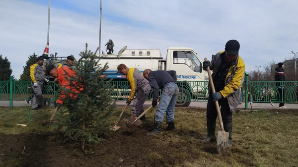 Фото — В Бишкеке завершились зимние пересадки хвойных деревьев — Экология АКИpress