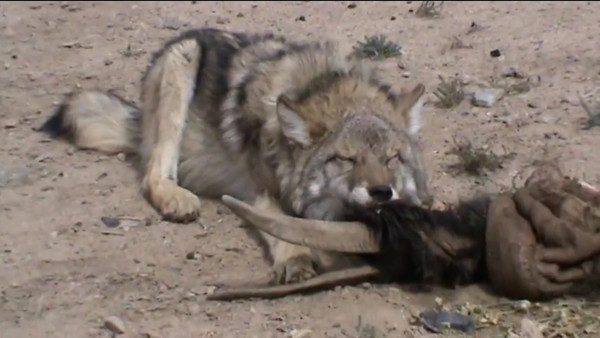 Видео — Волк лакомится козой в Сарычат-Эрташском заповеднике — Экология АКИpress