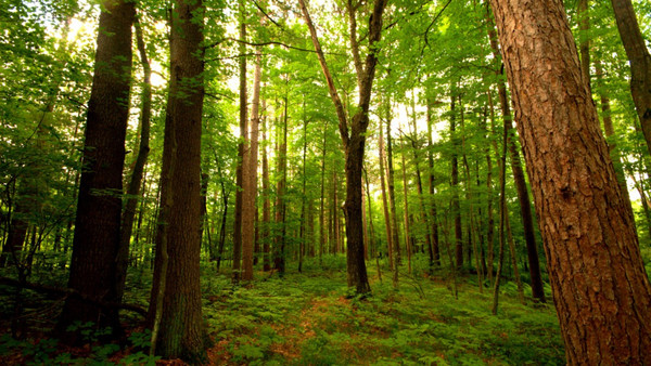 В 2019 году Госагентство охраны окружающей среды проведет инвентаризацию лесов — Экология АКИpress