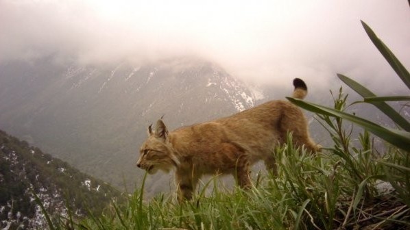 «Кыргызлесоохотустройство» проводит зимний учет диких животных — Экология АКИpress