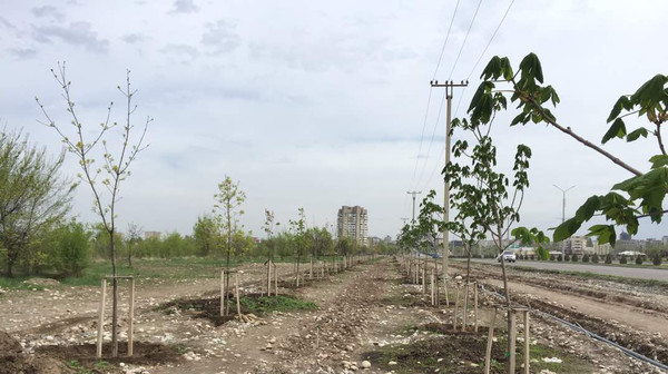 «Бишкекзеленхоз» пояснил цены на покупку саженцев — Экология АКИpress