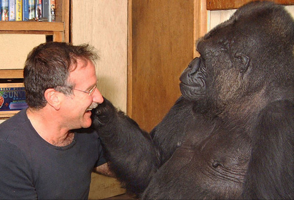 Умерла горилла Коко, которая умела говорить на языке жестов — Экология АКИpress
