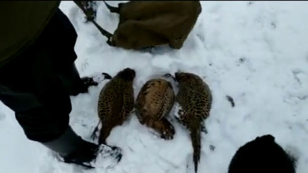 Видео — В Аламедине обнаружили браконьеров с отстреленными фазанами. Нарушители скрылись — Экология АКИpress