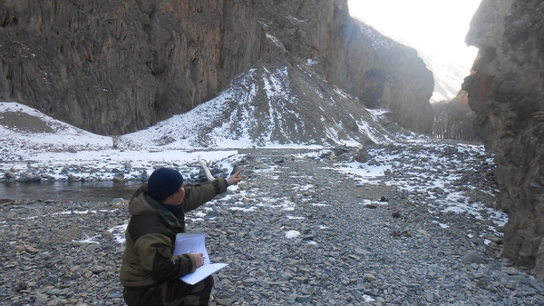 В Кыргызстане завершен зимний учет диких животных, в Баткенской области насчитали 10 архаров Северцова — Экология АКИpress