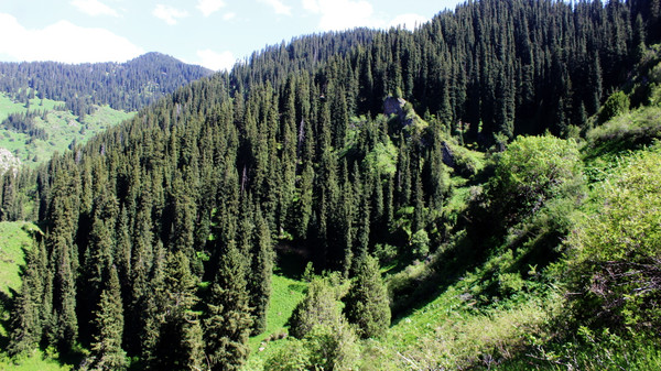 На озеленение городов и сел Кыргызстана ГАООСиЛХ выделил 188,4 тыс. саженцев — Экология АКИpress