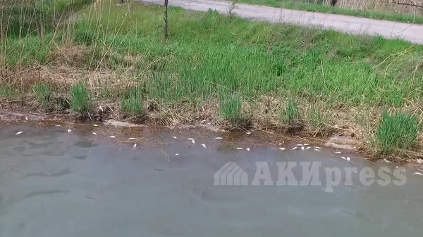«Берег озера ГЭС-5 усыпан мертвой рыбой». Эколог предупреждает о неблагополучной ситуации в Бишкеке (видео с дрона) — Экология АКИpress