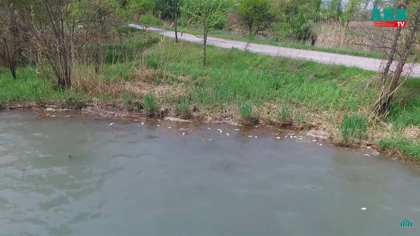 Видео — Из-за чего гибнет рыба в ГЭС-5? Ответ администрации озера — Экология АКИpress