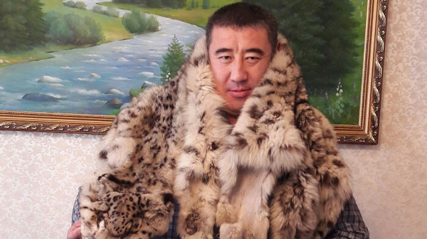 ГАООСИЛХ просит МВД помочь найти мужчину, который позирует на фотографии со шкурой снежного барса — Экология АКИpress