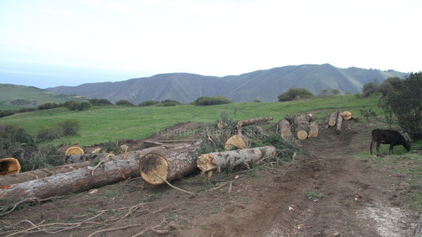Правительство утвердило правила рубки особо ценных древесных пород — Экология АКИpress